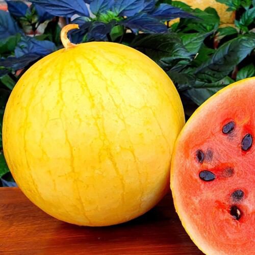 7X Seeds - WATERMELON Golden Midget Fruit Seeds - Garden Fruit Watermelon Seeds
