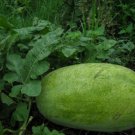 10X Seeds - CANDY RED WATERMELON Fruit Seeds - Garden Fruit Watermelon Seeds