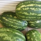 5X Seeds - GIANT Watermelon Carolina Cross Fruit Seeds - Garden Fruit Watermelon Seeds