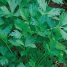 50X Seeds - PARSLEY GIANT OF ITALY Vegetable Seeds - Garden Vegetable Seeds
