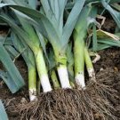 200X Seeds - LEEK MUSSELBURGH Vegetable Seeds - Garden Vegetable Seeds