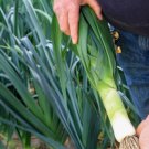 50X Seeds - LEEK ELEPHANT GINAT Vegetable Seeds - Garden Vegetable Seeds