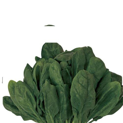 35X Seeds - SPINACH 'Amsterdam Giant' Vegetable Seeds - Garden Vegetable Seeds