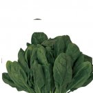 35X Seeds - SPINACH 'Amsterdam Giant' Vegetable Seeds - Garden Vegetable Seeds