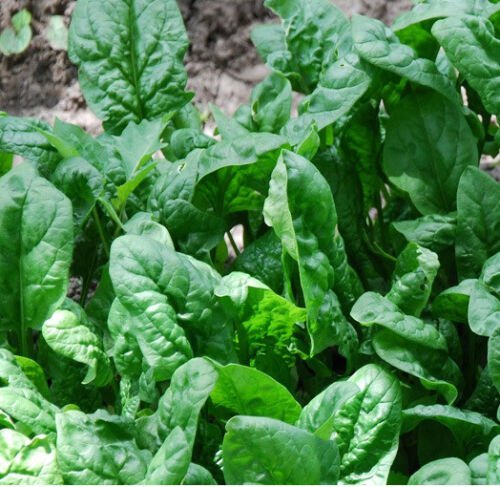 60X Seeds - SPINACH Giant Nobel Vegetable Seeds - Garden Vegetable Seeds