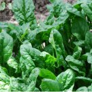 60X Seeds - SPINACH Giant Nobel Vegetable Seeds - Garden Vegetable Seeds