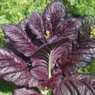 180X Seeds - Mustard Red Giant Japanese salad Vegetable Seeds - Garden Vegetable Seeds