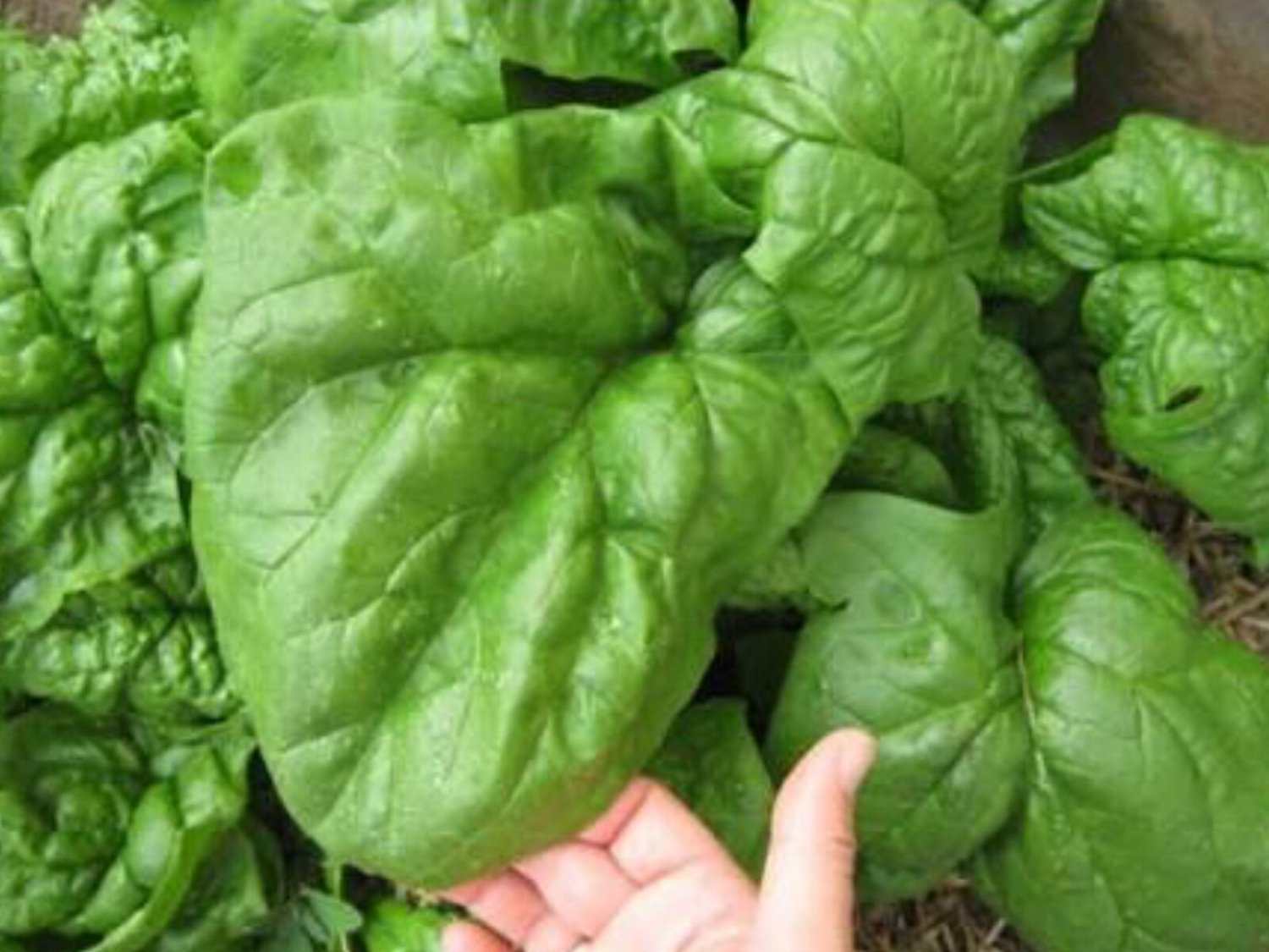 25X Seeds - SPINACH SEEDS "GIANT NOBLE" Vegetable Seeds - Garden Vegetable Seeds