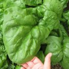 25X Seeds - SPINACH SEEDS "GIANT NOBLE" Vegetable Seeds - Garden Vegetable Seeds