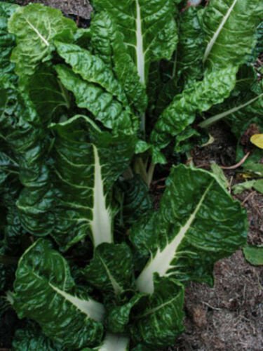 50X Seeds - SILVERBEET 'Fordhook Giant' Vegetable Seeds - Garden Vegetable Seeds