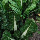 50X Seeds - SILVERBEET 'Fordhook Giant' Vegetable Seeds - Garden Vegetable Seeds