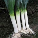 100X Seeds - LEEK 'Bulgarian Giant' Vegetable Seeds - Garden Vegetable Seeds