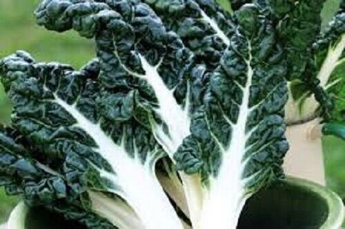 50X Seeds - SILVER BEET FORDHOOK GIANT Vegetable Seeds - Garden Vegetable Seeds