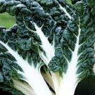 50X Seeds - SILVER BEET FORDHOOK GIANT Vegetable Seeds - Garden Vegetable Seeds