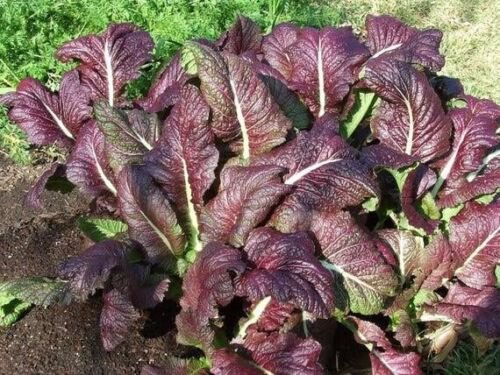 220X Seeds - MUSTARD RED GIANT Japanese Vegetable Seeds - Garden Vegetable Seeds