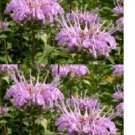 150X Seeds - KALE 'Pink Sprouting Vegetable Seeds - Garden Vegetable Seeds