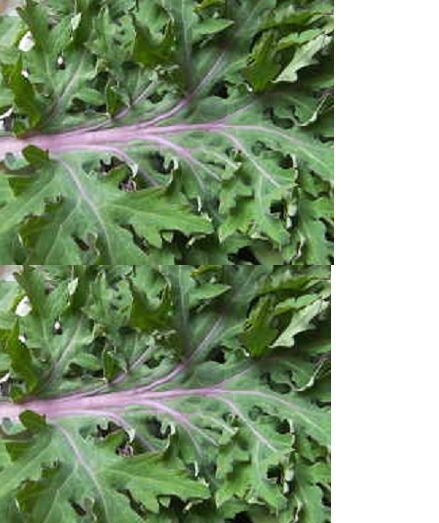 100X Seeds - Kale 'Red Winter' Vegetable Seeds - Garden Vegetable Seeds