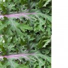 100X Seeds - Kale 'Red Winter' Vegetable Seeds - Garden Vegetable Seeds
