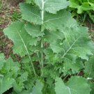 150X Seeds - KALE Siberian Vegetable Seeds - Garden Vegetable Seeds