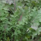 150X Seeds - Kale Red Russian Vegetable Seeds - Garden Vegetable Seeds