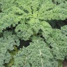 200X Seeds - Kale Seeds "SIBERIAN" Vegetable Seeds - Garden Vegetable Seeds