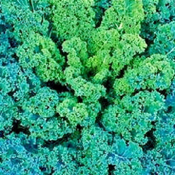50X Seeds - Kale Dwarf Blue Curled Vegetable Seeds - Garden Vegetable Seeds