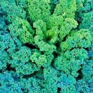 50X Seeds - Kale Dwarf Blue Curled Vegetable Seeds - Garden Vegetable Seeds
