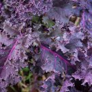 100X Seeds - KALE CURLY SCARLET SEEDS Vegetable Seeds - Garden Vegetable Seeds