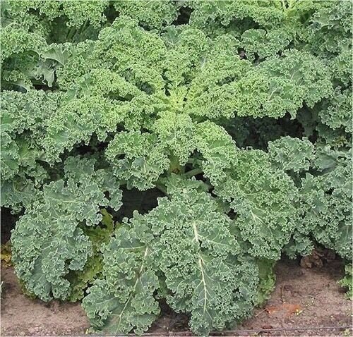 100X Seeds - KALE 'Dwarf Blue Curled Scotch' Vegetable Seeds - Garden Vegetable Seeds
