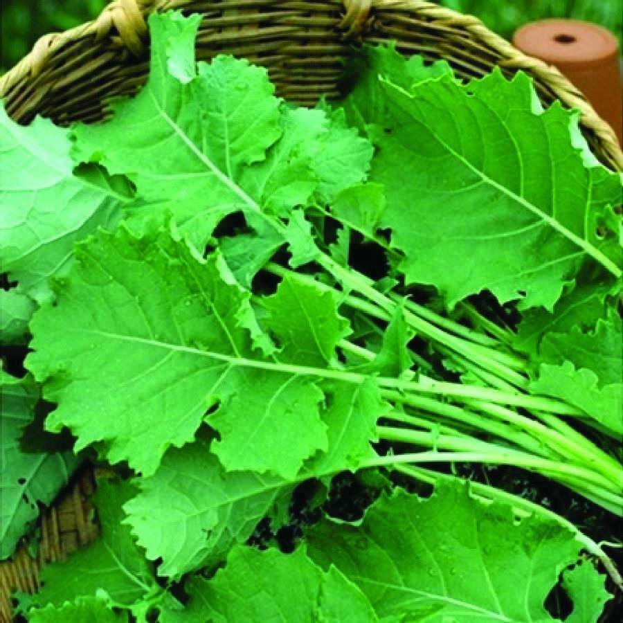 200X Seeds - KALE Premier Vegetable Seeds - Garden Vegetable Seeds