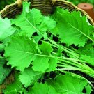 200X Seeds - KALE Premier Vegetable Seeds - Garden Vegetable Seeds