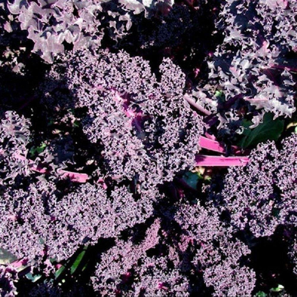 50X Seeds - BORECOLE 'KALE RED' Vegetable Seeds - Garden Vegetable Seeds