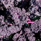 50X Seeds - BORECOLE 'KALE RED' Vegetable Seeds - Garden Vegetable Seeds