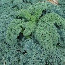 100X Seeds - Kale VATES BLUE CURLED Vegetable Seeds - Garden Vegetable Seeds