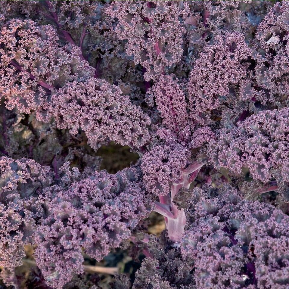 50X Seeds - KALE Borcole Red Vegetable Seeds - Garden Vegetable Seeds