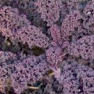 50X Seeds - KALE Borcole Red Vegetable Seeds - Garden Vegetable Seeds