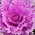 100X Seeds - KALE Purple Frill F1 Vegetable Seeds - Garden Vegetable Seeds