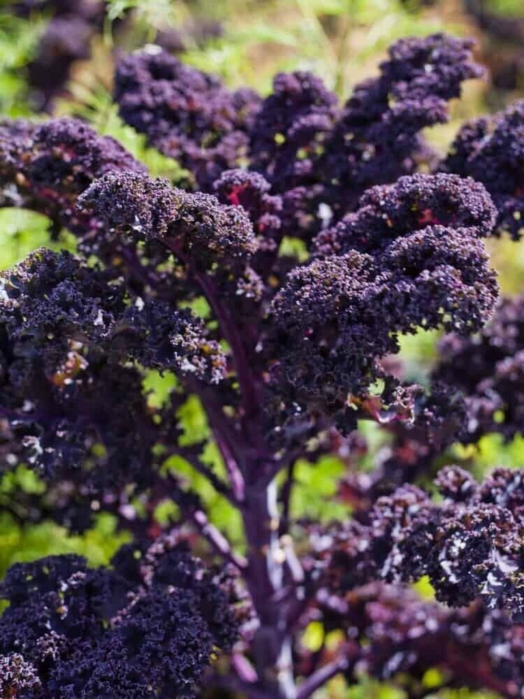 50X Seeds - KALE Redbor Vegetable Seeds - Garden Vegetable Seeds