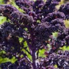 50X Seeds - KALE Redbor Vegetable Seeds - Garden Vegetable Seeds