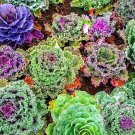 120X Seeds - ORNAMENTAL KALE Frilled Mix Vegetable Seeds - Garden Vegetable Seeds