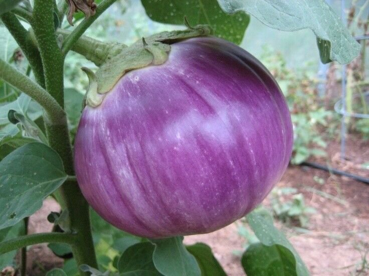 35X Seeds - EGGPLANT Rosa Bianca Vegetable Seeds - Garden Vegetable Seeds