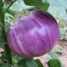 35X Seeds - EGGPLANT Rosa Bianca Vegetable Seeds - Garden Vegetable Seeds