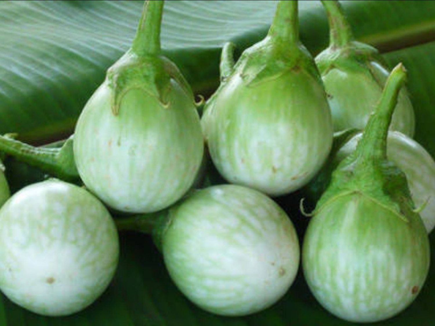 30X Seeds - EGGPLANT SEEDS Thai round green Vegetable Seeds - Garden Vegetable Seeds