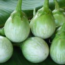 30X Seeds - EGGPLANT SEEDS Thai round green Vegetable Seeds - Garden Vegetable Seeds
