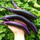 30X Seeds - EGGPLANT Ping Tung Vegetable Seeds - Garden Vegetable Seeds