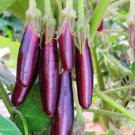 30X Seeds - Eggplant Seeds "Italian Long Purple" Vegetable Seeds - Garden Vegetable Seeds