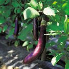 45X Seeds - Eggplant Early Long Purple Vegetable Seeds - Garden Vegetable Seeds