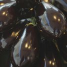 50X Seeds - Eggplant Florida Market Vegetable Seeds - Garden Vegetable Seeds
