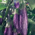 10X Seeds - Eggplant Seeds Fairy Tale Eggplant Vegetable Seeds - Garden Vegetable Seeds