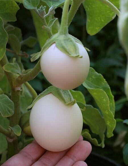 20X Seeds - Eggplant White Egg Vegetable Seeds - Garden Vegetable Seeds